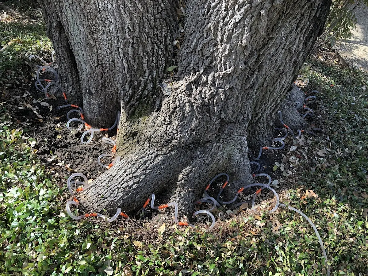 Detailed Tree Cabling and Bracing job site in Point Pleasant Beach